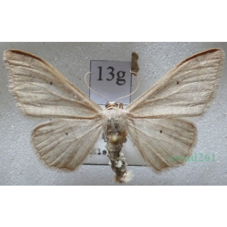Idaea straminata (Borkhausen, 1794) Krocznik niezdobiak Czech13g